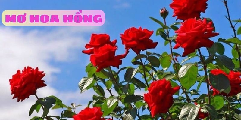 Nằm mơ thấy hoa hồng đánh lô đề con gì